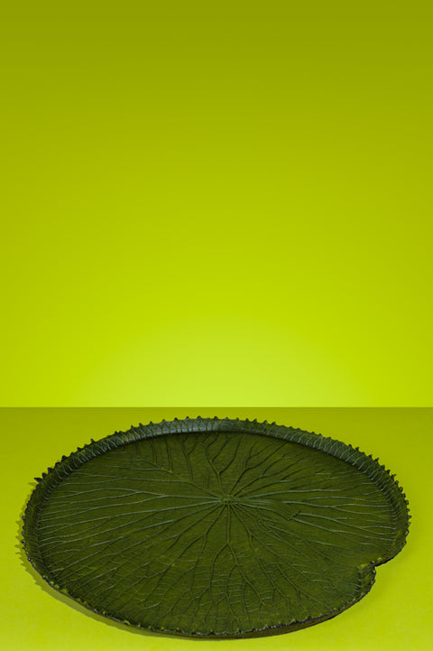 Vitoria-Regia Large Organic Latex Centrepiece With Edges, Dark Green