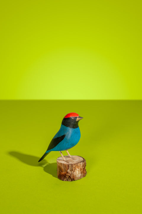 "Tangará Azul" Hand-carved Brazilian Bird Ornament
