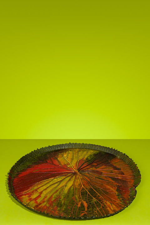 Vitoria-Regia Large Organic Latex Centrepiece With Edges , Colourful