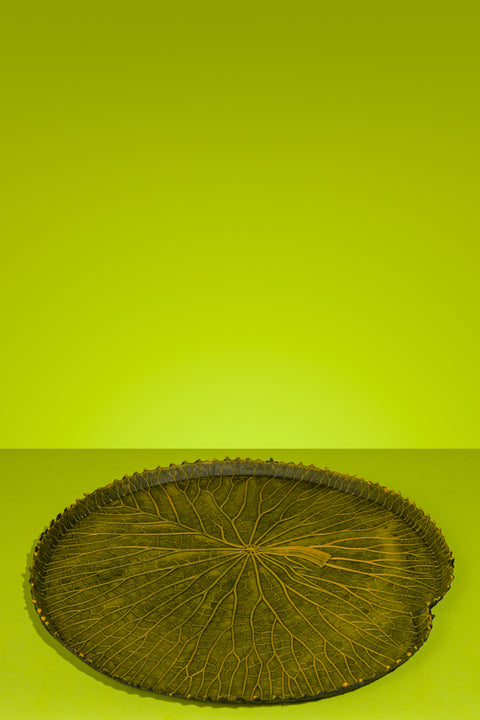 Vitoria-Regia Large Organic Latex Centrepiece With Edges, Yellowish Green
